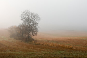 Fototapeta na wymiar Misty field