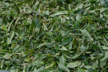 Tea green leaves, Nuwara Eliya, Sri Lanka