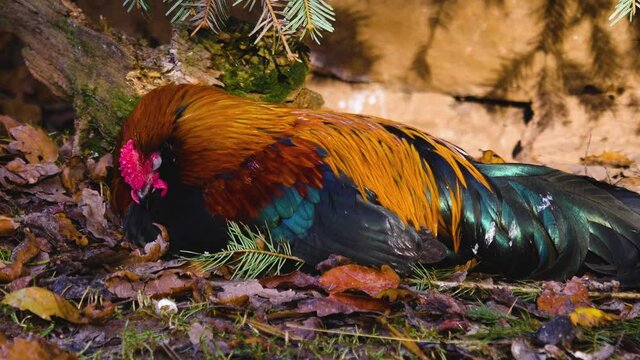 Rooster laying down below bush and resting