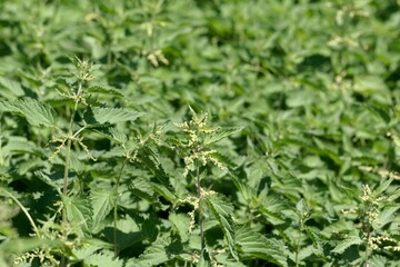 Stinging nettles in a field