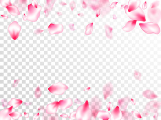 Spring blossom isolated petals flying