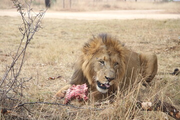 Photo taken in Lion and Safaripark, Broederstroom, South Africa.