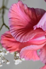 Gladiole pink,rose - Detail Aufnahme