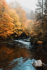 A calm and peaceful scene in the mountains on a foggy cold autumn day with warm tones. A wild river in a canyon with fall leaves. Exploring colorful orange nature in october, National Park Harz