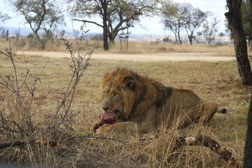 Naklejka na ściany i meble Photo taken in Lion and Safaripark, Broederstroom, South Africa.