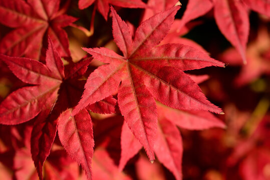 Close up of red maple leaves hanging on a branch in nature as a background
