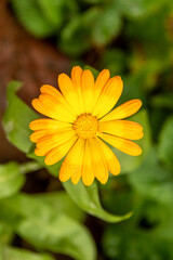 Calendula officinalis flower with water drops on petals.