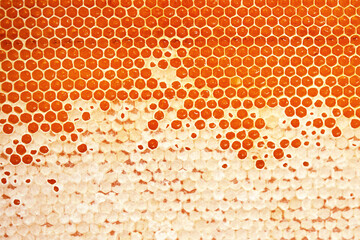 Honeycomb close-up, honey from the beehive. Natural farm product, it is free of nitrates and...