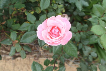 pink rose