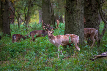 Deer in the park
