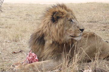 Photo taken in Lion and Safaripark, Broederstroom, South Africa.