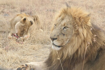 Photo taken in Lion and Safaripark, Broederstroom, South Africa.