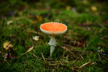 Mushroom red fly-agaric in the autumn forest macro