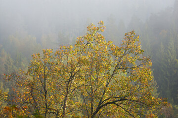Gauja river valley and colorful golden forest in a clouds of thick mysterious morning fog at...