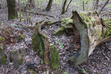 Moss on the trunk of a rotten old tree.
