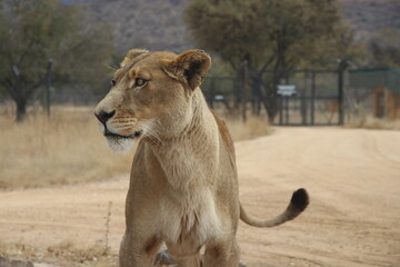 Obraz premium Photo taken in Lion and Safaripark, Broederstroom, South Africa.