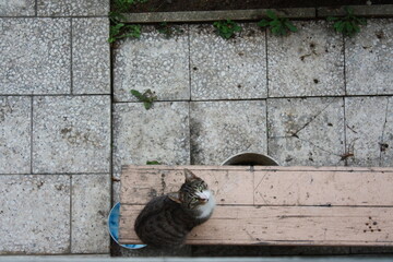 Top view of a cat sitting on a bench against the backdrop of the paving slabs.