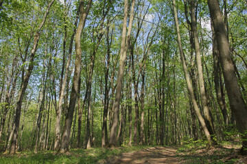 Obraz premium Trees in the spring deciduous forest. Beautiful shady forest.