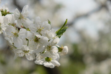 A branch of a blossoming cherry tree. Inflorescence of white cherry flowers in spring.