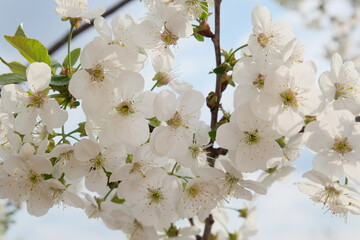 A branch of a blossoming cherry tree. Inflorescence of white cherry flowers in spring.