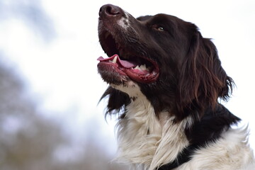 Dog looking at the sky. 