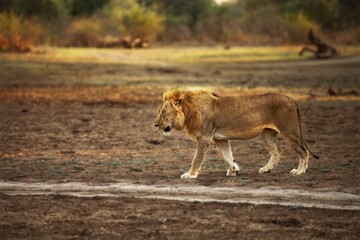 A Lion male (Panthera leo) walking across the dry grassland.