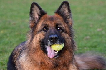 German shepherd with tennis ball.
