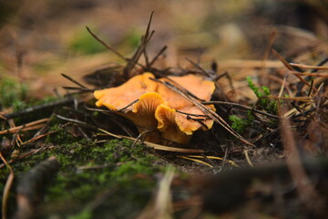 Chanterelles mushrooms in the autumn forest macro