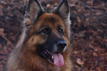 German shepherd portrait. 
