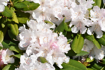 Light pink rhododendron.