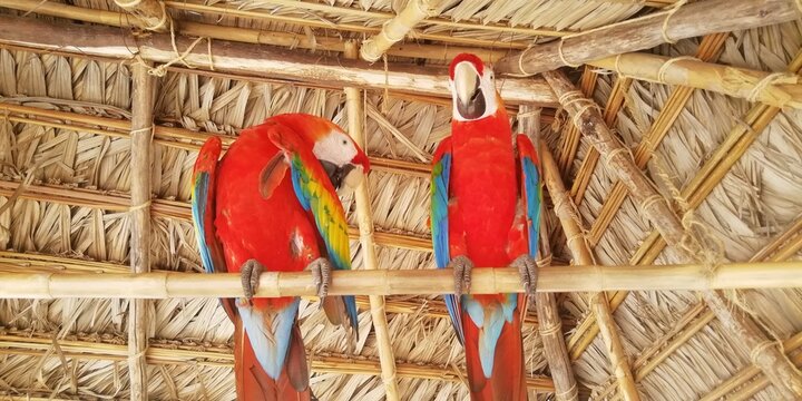 Par De Guacamayos De La Selva Central