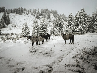 Altai horses on snow