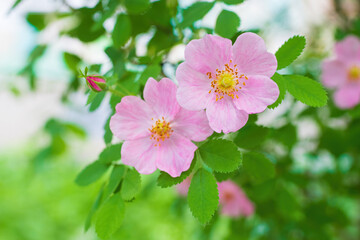 Obraz na płótnie Canvas Blooming pink wild rose spring day