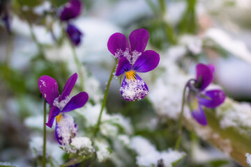 Flower of purple violet under snow