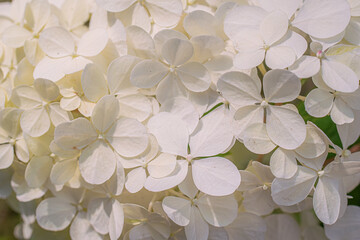 Blooming hydrangea close-up on a sunny day.