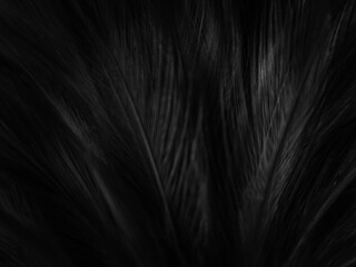 Naklejka premium Beautiful abstract black feathers on dark background, gray feather texture on black background, white feather background