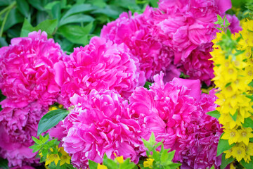 floral arrangement of pink pion flowers close-up.