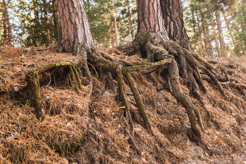 Fototapeta premium pine roots, tree roots, Pine forest