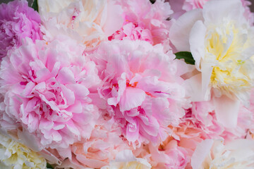 floral arrangement of pink pion flowers close-up.