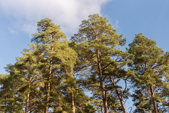 trees in the sky, Pine forest, pine trees against the sky