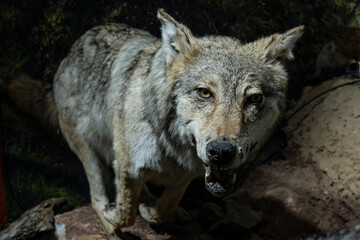 Fototapeta premium wolf in aggressive attitude, Museo Comarcal de Molina de Aragón, Guadalajara, Spain