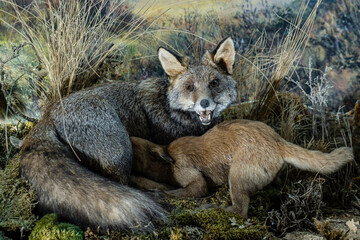fox suckling its young, Museo Comarcal de Molina de Aragón, Guadalajara, Spain