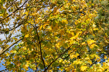 Naklejka na ściany i meble Yellow autumn maple leaves in the sunlight