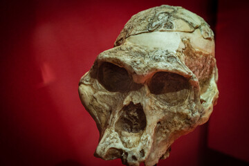 A. africanus, Madame Ples skull replica, Museo Comarcal de Molina de Aragón, Guadalajara, Spain