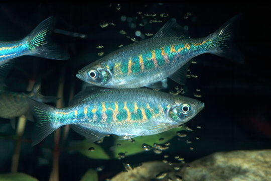 Aquarium fish. The barred danio (Devario pathirana) is a fish belonging to the minnow family (Cyprinidae). Originating in Sri Lanka, this fish grows to a maximum length of 2 inches (6 cm).