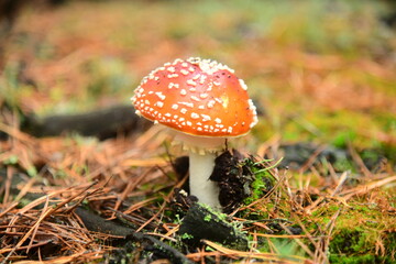 Mushroom red fly-agaric in the autumn forest macro