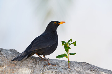 Amsel sitzt auf mit jungen Trieb vor einer weißen Wand in Spanien