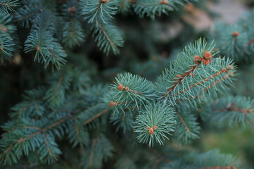 Naklejka na ściany i meble blue spruce young branches natural background