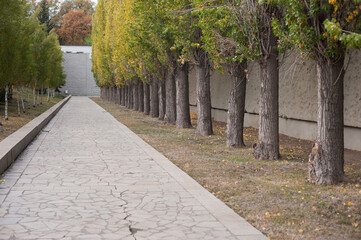 Photo autumn alley in the Park