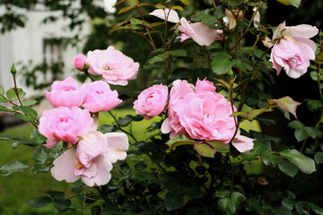 Blooming roses in full bloom, some already wilted, overblown but beautiful.